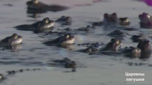 Царство лягушек