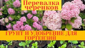 Перевалка ГОРТЕНЗИЙ в больший объем, что добавляю в ГРУНТ, удобрение, обзор всех гортензий