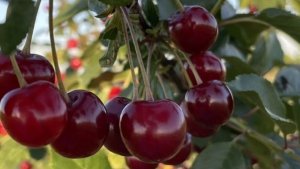 СОЧНЫЙ МИР ПРИРОДЫ 🍉 ЯГОДЫ, ФРУКТЫ И ЛЕТНИЕ ВКУСЫ