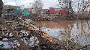 Бобры-инженеры внесли свой вклад в благоустройство башкирского Приютово