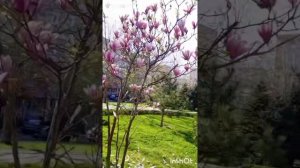 В Краснодаре цветут магнолии
