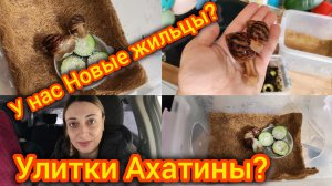 У нас новые Жильцы? Улитки Ахатины. Новый дом. Уход за Ахатинами