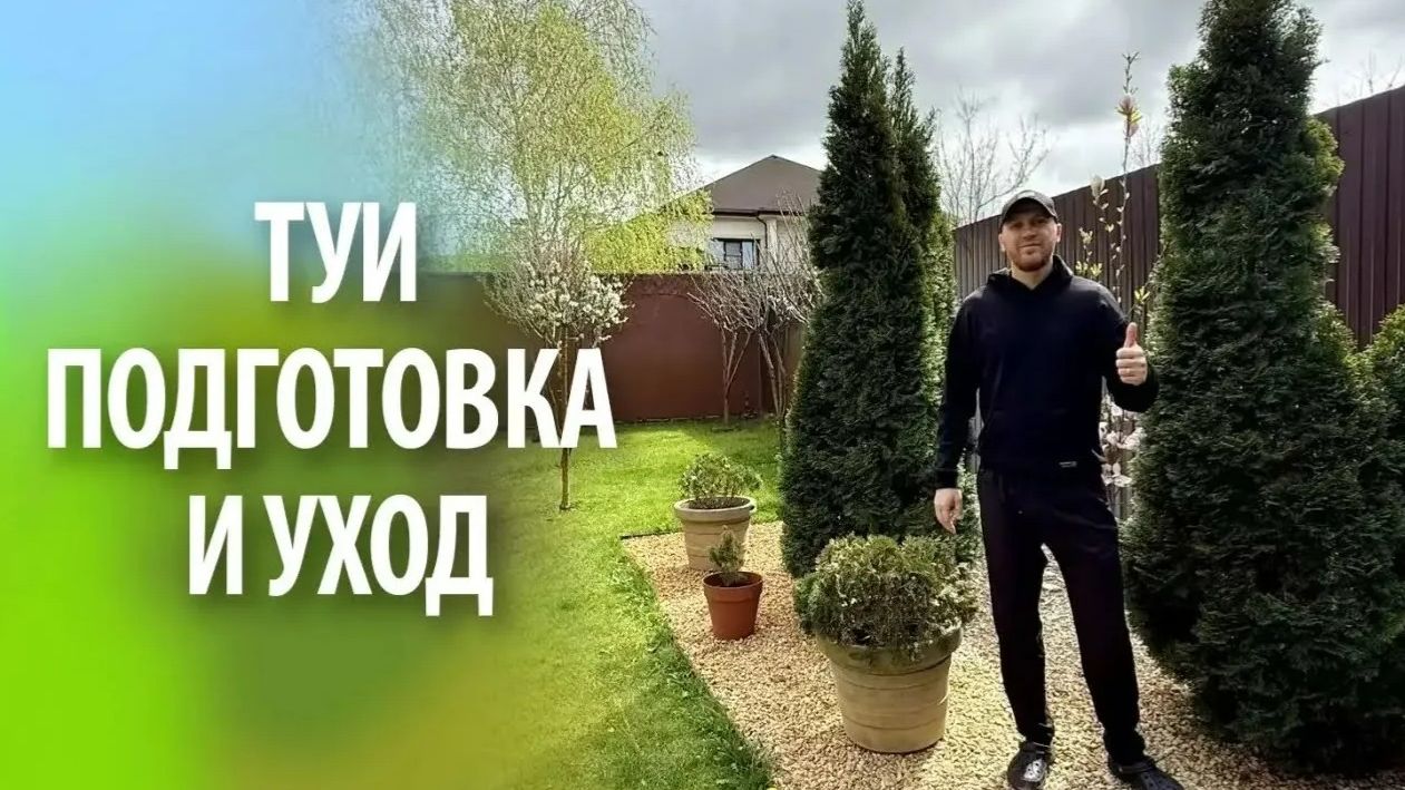 Туи западные 