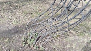 Московские подснежники, кормушки и арка - подсмотренные арт объекты для сада. 2026