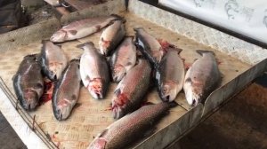 улов форели 21 кг