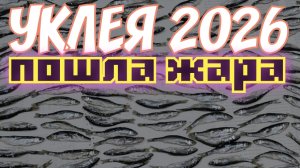 Уклейка на Поплавок