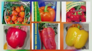 5 апреля 2026 Обзор рассады перцев🌱. Огород на балконе