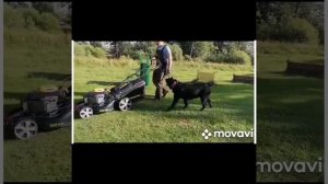 Дрессировка3