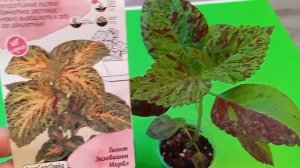 Как выглядят мои крупнолистные семенные колеусы на 04.04.24 г. Сравниваем с оригиналом.