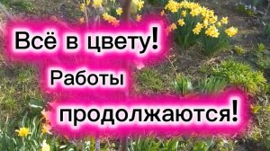 Всё в цвету. Работы продолжаются. Ежики. Агава.