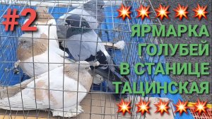 💥💥💥 Ярмарка голубей в станице Тацинская. Птичий рынок. Часть 2.