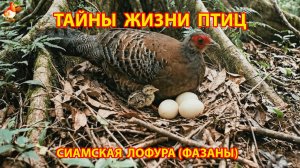 Тайны жизни птиц в природе – Сиамская Лофура (фазаны)