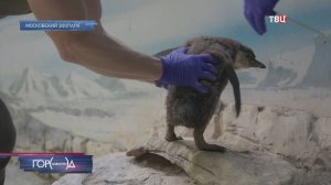 В Московском зоопарке родились птенцы пингвинов Гумбольдта