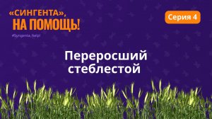 ПЕРЕРОСШИЙ СТЕБЛЕСТОЙ