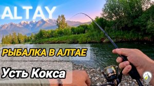 Рыбалка в сердце Алтая: в поисках хариуса на Теректе и Катуни #Рыбалка_в_Алтае #Хариус #Усть-Кокса