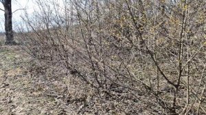 6 апреля 2026 года - начинает цвести кизил, а впереди холода