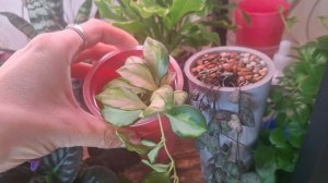 Жду новеньких, перестановки на цветочных полках