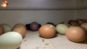 Мы снимали инкубатор 7 часов ночью… и дождались чуда (2)