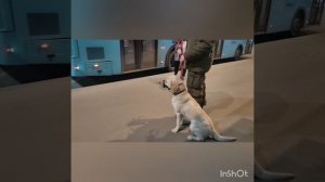 Дрессировка 4