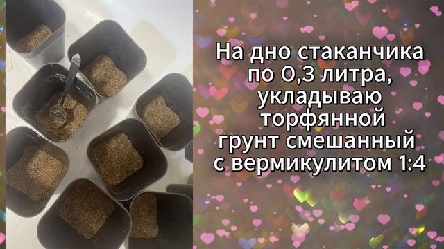 Рассада томатов, пересадка в стаканчики 2026