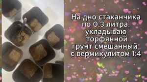 Рассада томатов, пересадка в стаканчики 2026