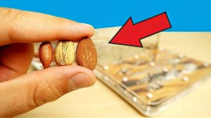 Что если дать муравьям огромные орешки и семечки Муравьиная ферма. alex boyko