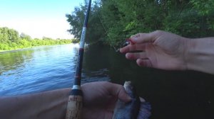 Ловля окуня вертушками на спиннинг!