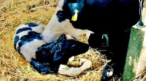 Вы посмотрите какое чудо родилось прямо у нас на глазах❤️