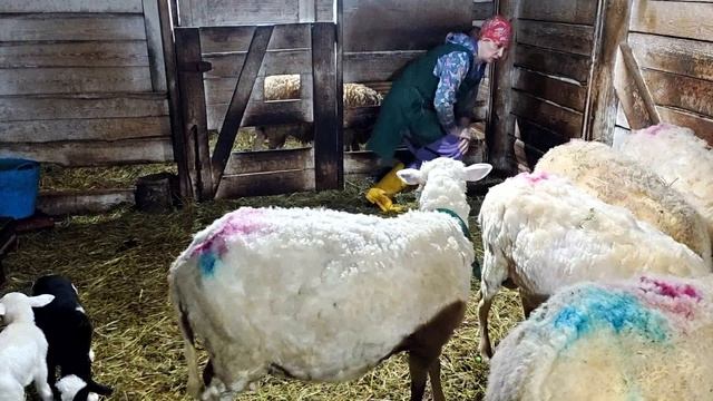 СОКРАТИЛИ СТАДО КОЗ ПОПОЛНЕНИЕ ЯГНЯТ!