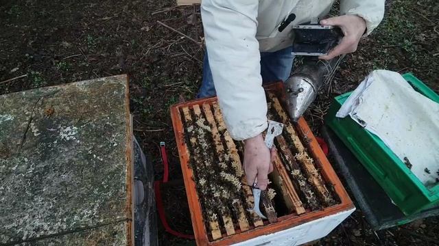 6апреля.    ЦВЕТЕНИЕ ИВЫ и отстройка вощины пчёлами