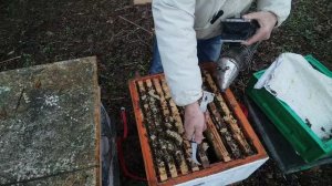 6апреля.    ЦВЕТЕНИЕ ИВЫ и отстройка вощины пчёлами