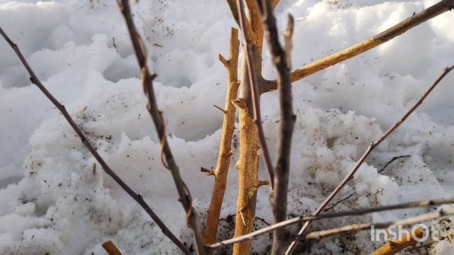 ох уж эти грызуны
обработка яблонь и груш