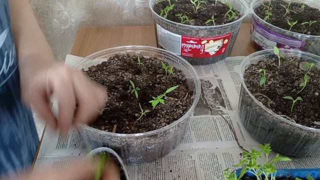 Распикировала перец и помидоры.Ручеёк во дворе.