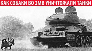 Как собаки в ВОВ уничтожали немецкие танки