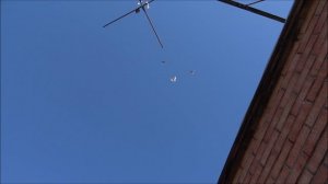 Голуби серпастые молодые 6. 04. 2026.