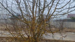 Сабурово. Касимовский р-н. Рязанская обл. Россия