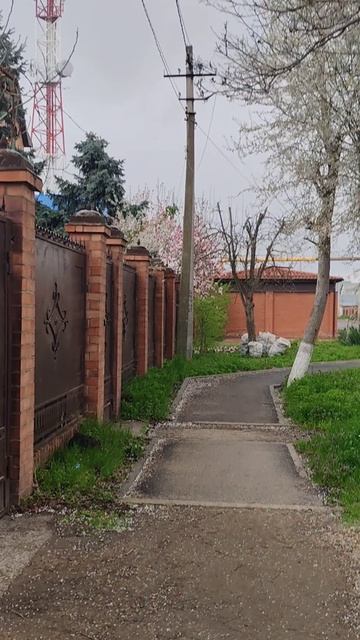 Прогулка по Южному. Цветут магония и магнолия. Краснодар, Южный, 05.04.26.