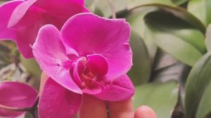 #184 ОрхоVLOG снова дворняга 😓... Гуттация. Фузариоз.