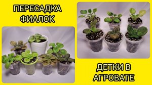 Пересадки фиалок. Детки в агровате.