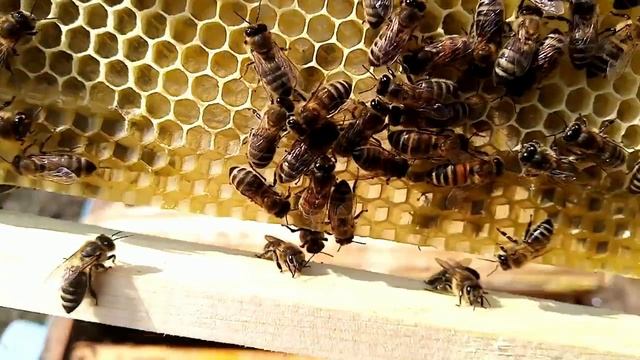 Пчёлы.Отстройка вощины во время похолоданий,и ранней весной.