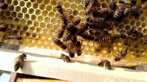Пчёлы.Отстройка вощины во время похолоданий,и ранней весной.
