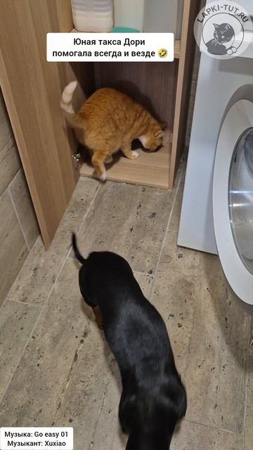 Помощницы отлично справляются со всеми заданиями 😉

#лапкитут #питомцы #помощницы #такса #кошка