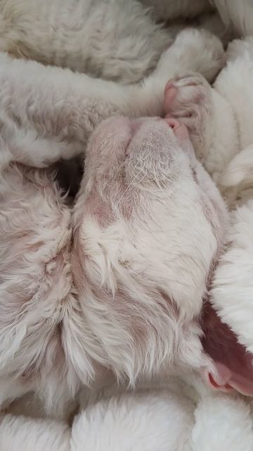 МОЯ КОШКА 🐱