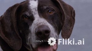 Сравнение темперамента собаки и кошки