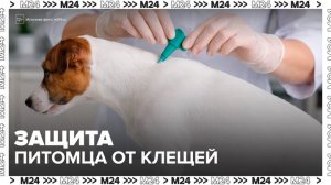 Москвичам напомнили о мерах защиты от клещей этой весной - Москва 24