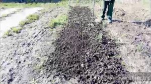 Посеяла с вами петрушку.