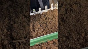 ОШИБКИ ПРИ ВЫРАЩИВАНИИ ИЗ СЕМЯН