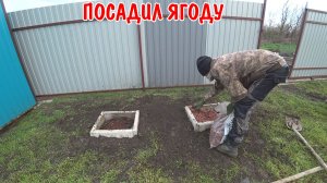 ПОСАДИЛ ГОЛУБИКУ И ЕЖЕВИКУ / СКОСИЛ ТРАВУ / НАМ ПРИСЛАЛИ ПОДАРОК / КУПИЛИ ТОРФ И САЖЕНЦЫ / ВЛОГ