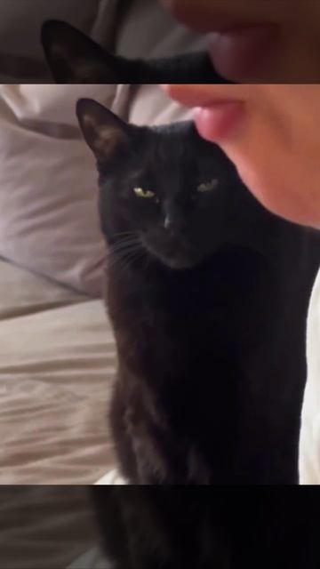 Кот и вкусная еда