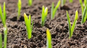 Апрель.ПОРА ОТКРЫВАТЬ чеснок зимний.